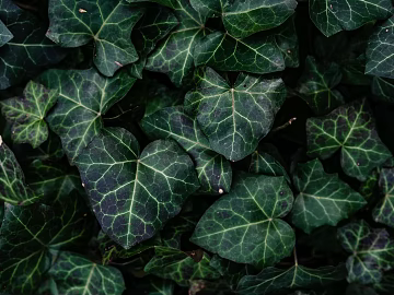 leaves texture (ID:ffagg44025)