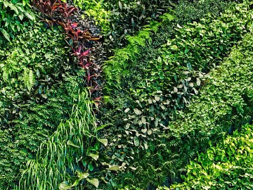 Plants texture (ID:ffacg61475)