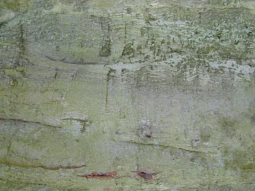 bark texture (ID:ffaeg71311)