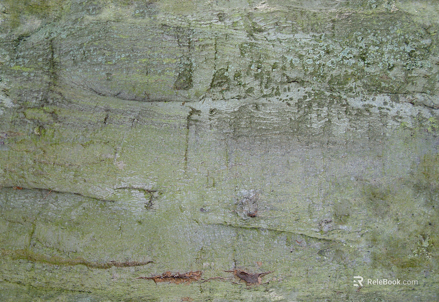 bark texture