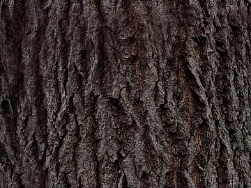 bark texture (ID:ffacg94905)
