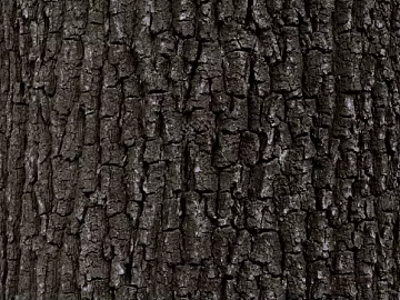 bark texture (ID:ffajg13120)