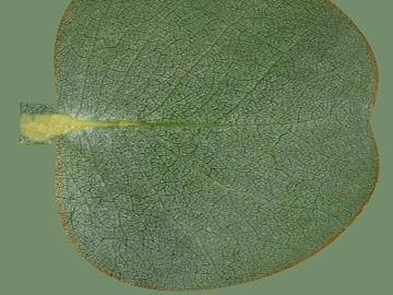 leaves 3d model
