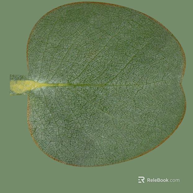 leaves texture