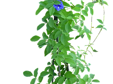 Plants texture (ID:ffagg88023)