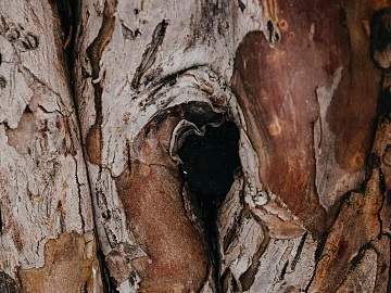 bark texture (ID:ffagg22543)