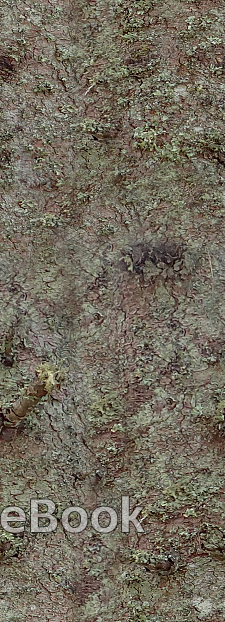 A close-up of a weathered, textured tree bark with moss and lichen growth, showcasing nature's intricate patterns and resilience.