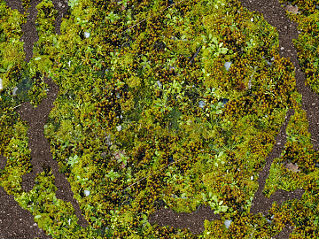 moss texture (ID:ffacg02134)