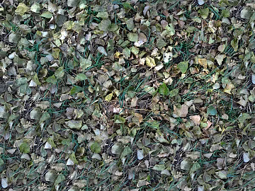Litter and deciduous turf grass lawn ground texture (ID:ffach160274)
