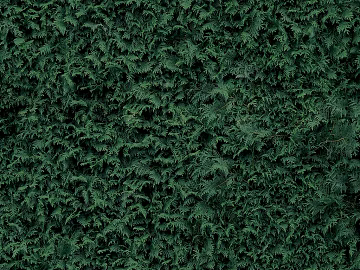 Plants texture (ID:ffacg76548)