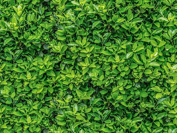Plants texture (ID:ffacg91662)