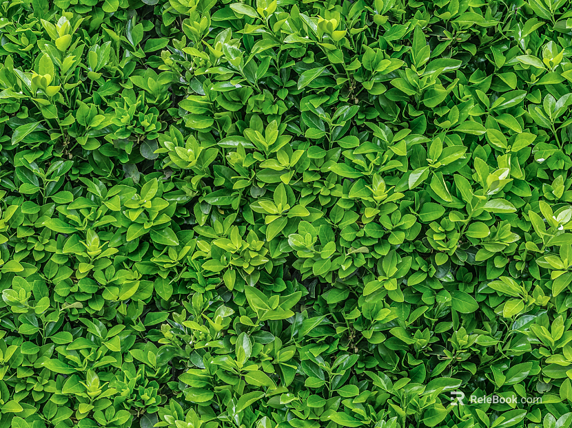 Plants texture
