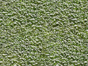 modern mountain moss texture (ID:ffach392913)