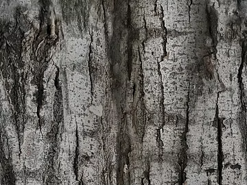 Black-gray bark natural decorative surface texture (ID:ffaeh553332)