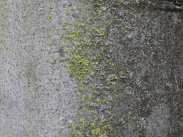 Rock wall texture (ID:ffaeg84803)