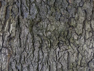 bark texture (ID:ffacg18312)