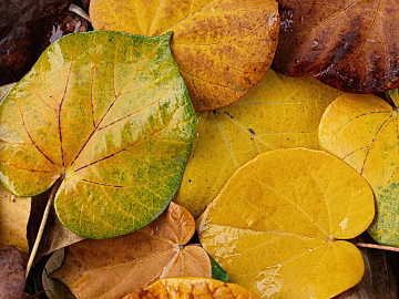 leaves texture (ID:ffabg59729)