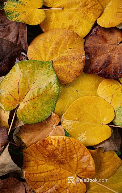 leaves texture