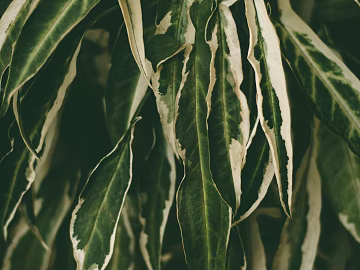 plant pattern texture (ID:ffhfe645)