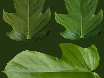 leaves texture (ID:ffaef3597)