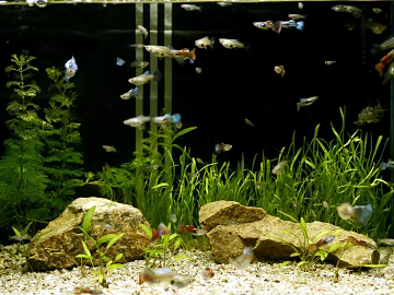 Fish Tank Map texture (ID:ffagf2528)