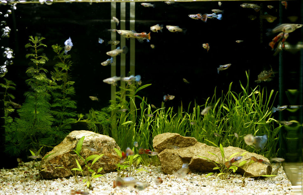 Fish Tank Map texture