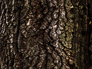 bark texture (ID:ffagg08466)