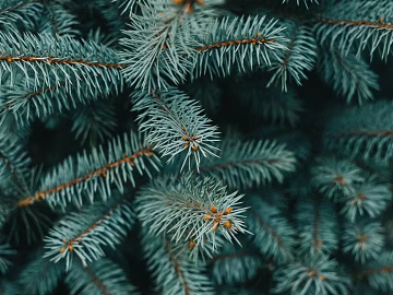 leaves texture (ID:ffabg91132)