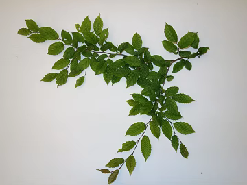 leaves texture (ID:ffaeg59723)