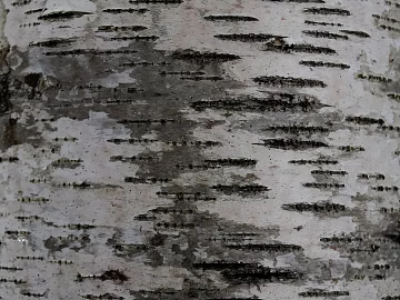 bark texture (ID:ffaeg11988)