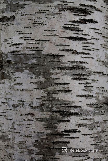 bark texture