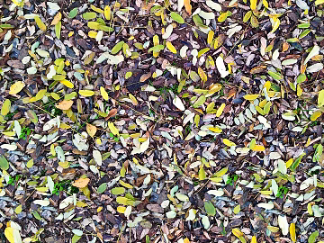 Litter and deciduous turf grass lawn ground texture (ID:ffach608836)