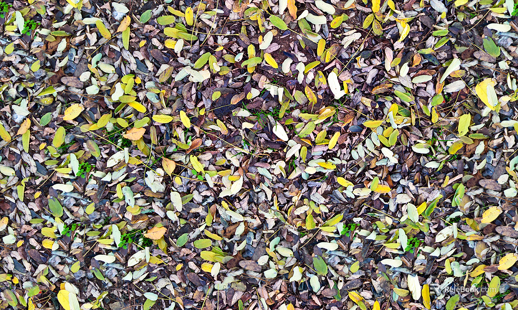 Litter and deciduous turf grass lawn ground texture