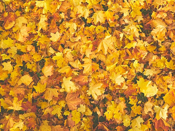fallen leaves texture (ID:ffagg04453)