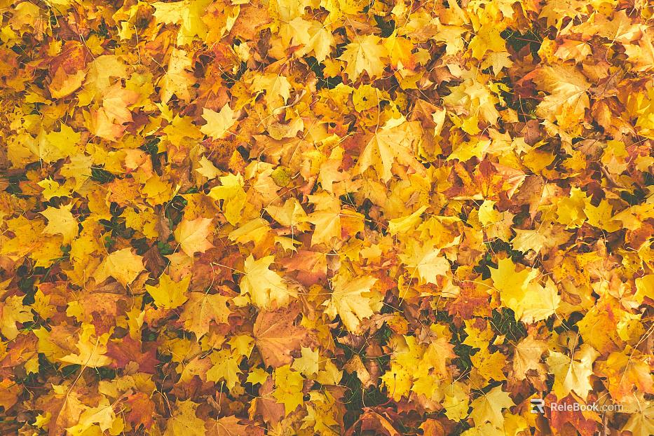 fallen leaves texture