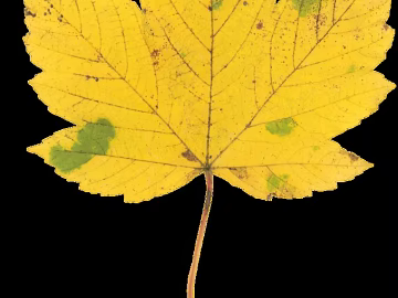 leaves texture (ID:ffajg12648)