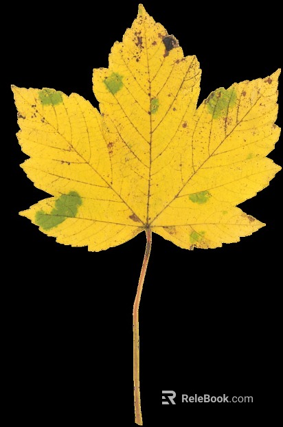 leaves texture