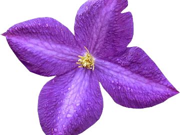 Flowers texture (ID:ffadf1004)