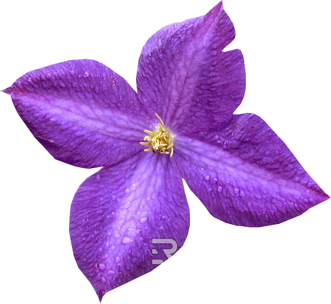 Flowers texture