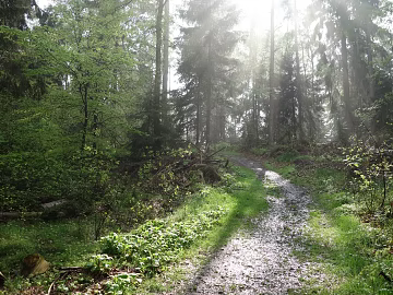 Wild Scenery 3d model