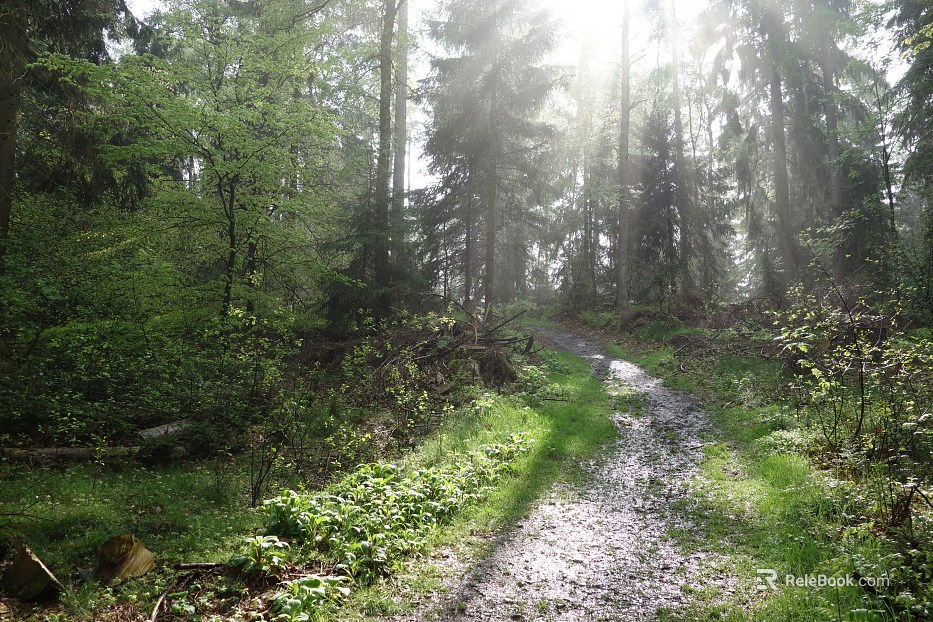 Wild Scenery texture