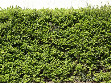 Plants texture (ID:ffaeg16530)
