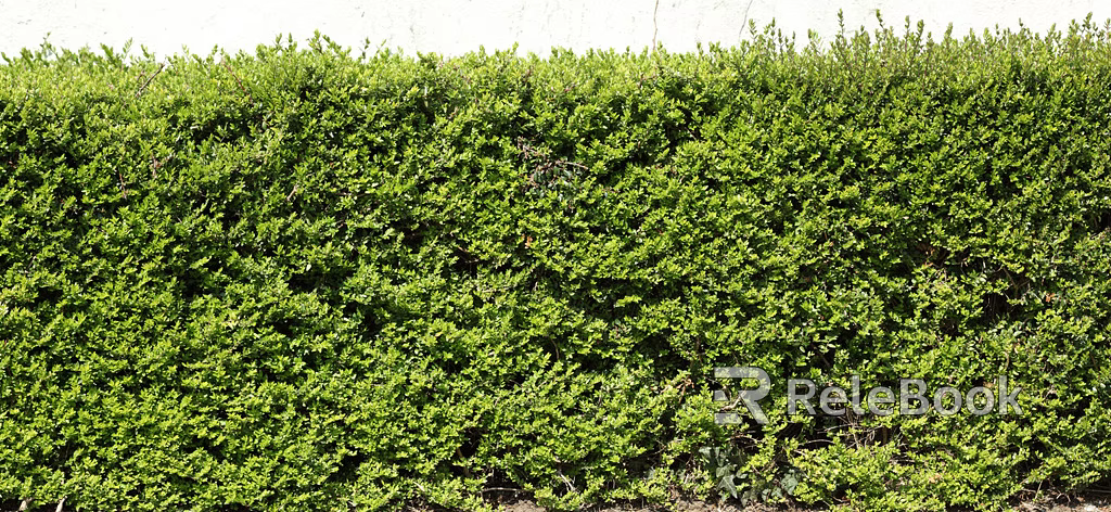 Plants texture