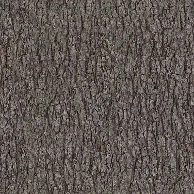 Tree Bark