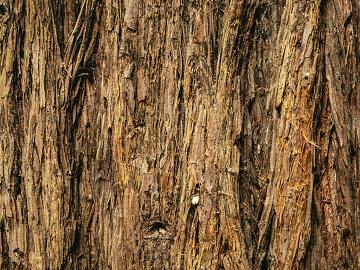 bark texture (ID:ffagg71378)