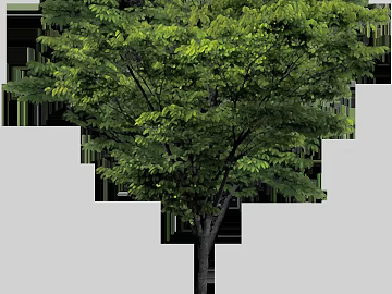 Tree texture (ID:ffacg40135)