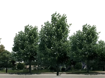Park Exterior texture (ID:ffaeg32184)