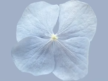 Plant painting texture (ID:ffabg46126)