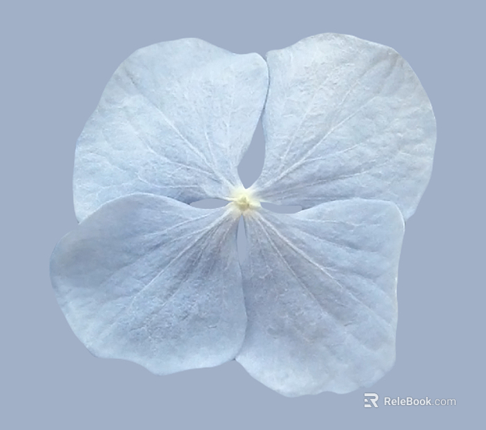 Plant painting texture