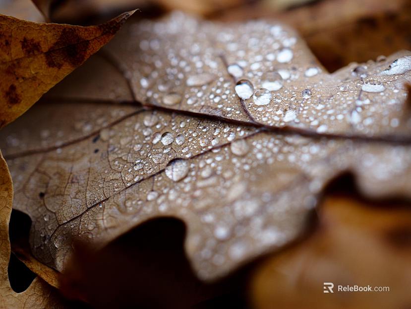 leaves texture